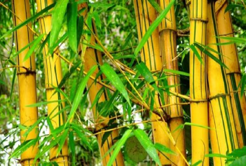 Ternyata Bambu Kuning Punya 'Manfaat' Khusus Bagi Orang Jawa, Ini 4 Mitosnya