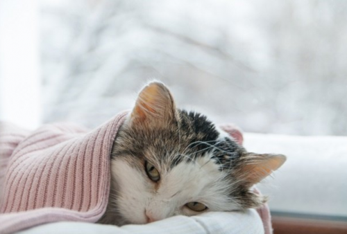 Jangan Disepelekan! Begini Cara Mengobati Kucing yang Terkena Flu