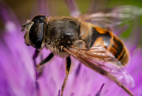 8 Makna dan Tafsir Bermimpi Sengatan Lebah: Pertanda Buruk atau Baik? 