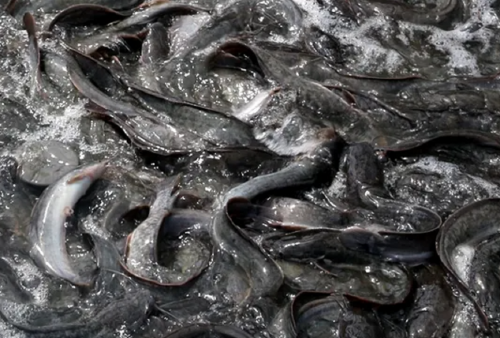 8 Tips Budidaya Ikan Lele Agar Bisa Cepat Dijual, Bisnis Kecil Potensi Cuan Besar!