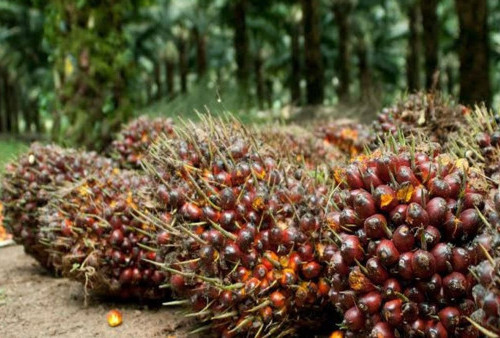 Kabar Baik Petani! Harga Sawit Kalimantan Tengah Meningkat April 2026, Tembus Rp3.897 per Kg