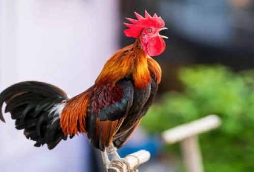 6 Arti Ayam Berkokok Malam Hari Menurut Primbon Jawa, Emang Benar Ada Kuntilanak?