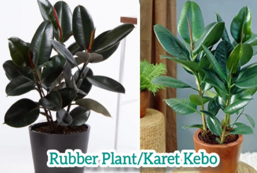 Jarang Disadari! 10 Tanaman Indoor Ini Ternyata Ampuh Menyerap Racun dan Debu di Rumah