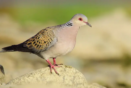7 Mitos Burung Perkutut yang Dipercayai dari Berbagai Kalangan Mayarakat