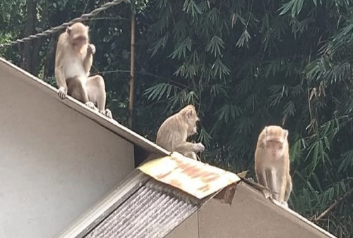 Banyak Monyet Turun Gunung ke Permukiman Warga Bandung Kota, Hard Gumay: Pertanda Bencana Besar!