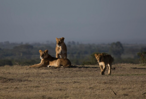 Kenapa Singa Ogah Makan Daging Hyena? Ternyata Ada Satu Alasan Penting Ini!