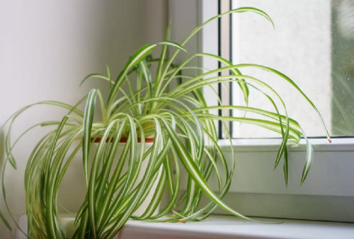 Mau Stres di Rumah Hilang? INI 7 Tanaman Indoor Minimalis Ini Bikin Suasana Langsung Rileks