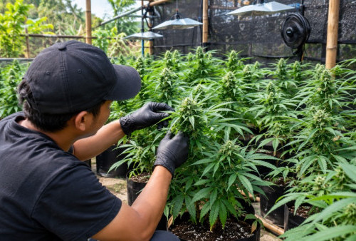 PPPK Kementerian PU Terseret Kasus Ganja di Bandung, Dody Hanggodo Ambil Langkah Tegas Soal ini