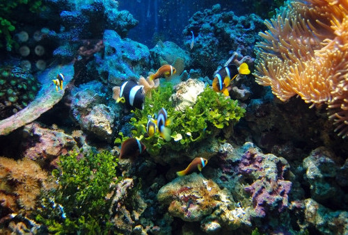 5 Rekomendasi Tanaman Air Hidup Aquascape yang Murah dan Mudah Dirawat untuk Pemula