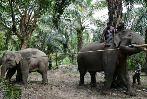 300 Hektare Hutan Seblat Disikat Sawit Ilegal, Ranjau Gajah Ikut Ditemukan!