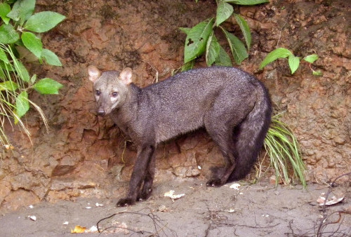 Anjing Hantu Amazon Ternyata Bukan Mitos, Populasinya Bikin Ilmuwan Salah Perhitungan