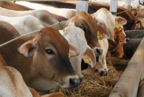 7 Tata Cara Menyembelih Hewan Qurban Idul Adha yang Sah