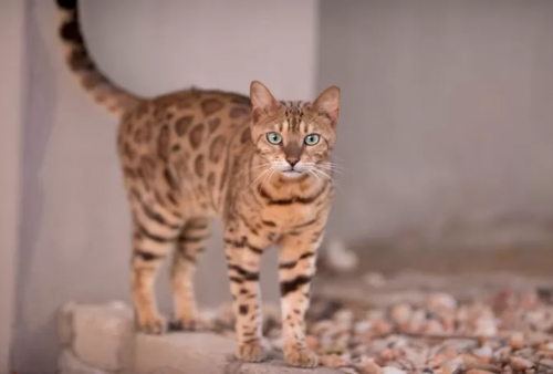 Simak Info Penting Habitat Asli Kucing Bengal, Makanan, Hingga Sejarah Singkatnya