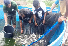 Rahasia Budidaya Ikan Nila Cepat Panen, Cocok untuk Pemula Modal Kecil Bisa Untung Besar