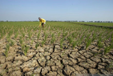 El Nino Maju Lebih Cepat, Istana Mulai Waswas Jangan Sampai Negeri Ini Keburu Terbakar