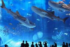 Libur Lebaran Sea World Ancol Tawarkan Promo Spesial 