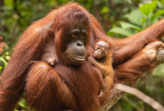 Orang Utan Sudah Punya Apotek Sendiri, Manusia Malah Sibuk Rusak Hutannya