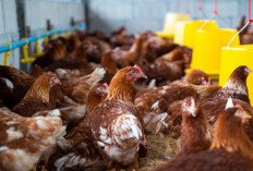 Modal Rp500 Ribu Bisa Ternak Ayam Petelur, Begini Cara Lengkap untuk Pemula