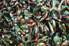 Jarang Diketahui! Ini Manfaat Kerang Hijau untuk Jantung dan Cegah Anemia