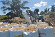 Beras Aman, Alarm Pangan Batal Bunyi! BPS Klaim Produksi Naik, Gudang Tak Lagi Bikin Waswas