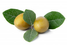 Manfaat Konsumsi Jambu Biji, Buah Kaya Vitamin C dan Antioksidan!