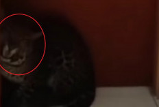 Viral Macan Tutul Masuk Hotel Bandung, Diduga Satwa yang Kabur dari Lembang Park & Zoo!