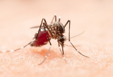 5 Bahan Alami Pengusir Nyamuk yang Bisa Ditemukan di Lingkungan Sekitar