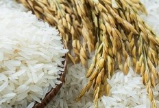 Modus Pengoplosan Beras Terbongkar, Tito Karnavian Soroti Kerugian Negara dan Kenaikan Harga