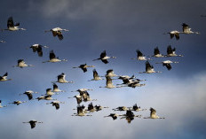 Burung Migran Kehabisan Rumah, Habitat Digerus Industri dan Krisis Iklim