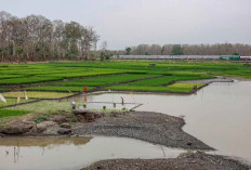 El Nino Brutal, Hujan Indonesia Ikut Molor, BMKG Bongkar Ancaman Kemarau Makin Panjang