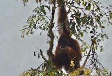 Orang Utan Terancam Jadi Korban Asap, Kemenhut Minta Data 60 Persen Habitat Terbakar Diverifikasi