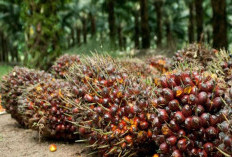 Kabar Baik Petani! Harga Sawit Kalimantan Tengah Meningkat April 2026, Tembus Rp3.897 per Kg