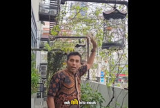 Viral Hotel Disomasi dan Ditagih Royalti oleh LMKN Karena Dianggap Putar Musik Padahal Suara Burung