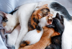 6 Cara Merawat Anak Kucing Baru Lahir yang Tidak Ada Induknya