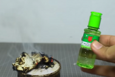 Anti Ribet! Cara Basmi Nyamuk di Rumah dengan Minyak Kayu Putih, Mudah dan Efektif