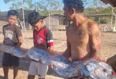 Ikan Kiamat Muncul di Lombok Usai Gempa NTT, Pertanda Bencana atau Cuma Mitos?