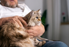 3 Cara Ini Bisa Atasi Alergi Pada Bulu Kucing