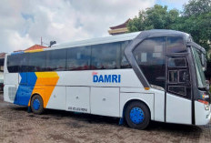 Peluang Karier di BUMN Transportasi: DAMRI Cari Staf IT Web Developer