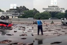 Mobil Pikap Terguling Akibat Pecah Ban, Muatan Ikan Lele Berhamburan di Tol Japek