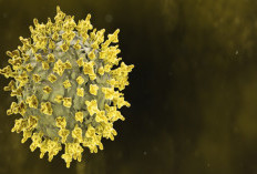 Virus Nipah Merebak di India, Cara Thailand dan Singapura Jadi Contoh Kewaspadaan Indonesia