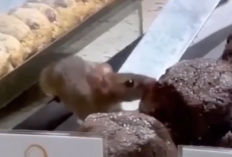 Viral Tikus Cicipi Kue di Etalase Display, Pihak Manajemen Toko Pilih Tutup Sementara 