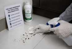 Waspadai Hantavirus! Ini Cara Aman Membersihkan Kotoran Tikus di Rumah Anda dengan Steril