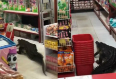 Viral Seekor Buaya Besar Masuk Minimarket di Maluku Utara, Bikin Warga Panik