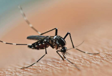 Penyakit Chikungunya Mulai Marak! Pahami 7 Ciri Terkena Nyamuk Chikungunya 