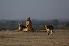 Kenapa Singa Ogah Makan Daging Hyena? Ternyata Ada Satu Alasan Penting Ini!