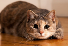 6 Cara Membuat Kucing Jadi Suka Banget Makan, Auto Gembul Bulu Lebat
