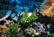 5 Rekomendasi Tanaman Air Hidup Aquascape yang Murah dan Mudah Dirawat untuk Pemula