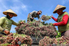 Inflasi Cuma Ngegas Dikiiit! Harga Cabai Jinak, BBM Adem, Dompet Rakyat Belum Tentu Ikut Senyum
