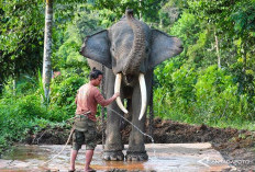 Gajah Sumatra Lagi Musth, Bukan Sakit, Tapi Bisa Mengamuk dan Membahayakan Nyawa