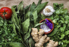 Cara Alami Atasi Kolesterol Tinggi dengan Daun Seledri dan Sambung Nyawa